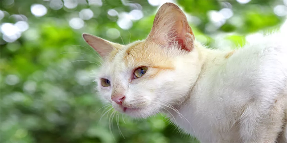 براز القطط قد يحتوي علاجاً للسرطان