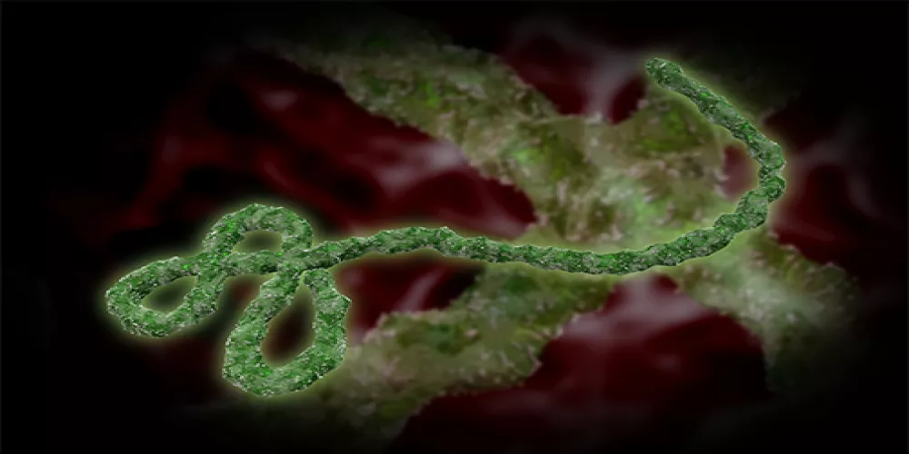 هل ينتقل فيروس الإيبولا جنسياً 