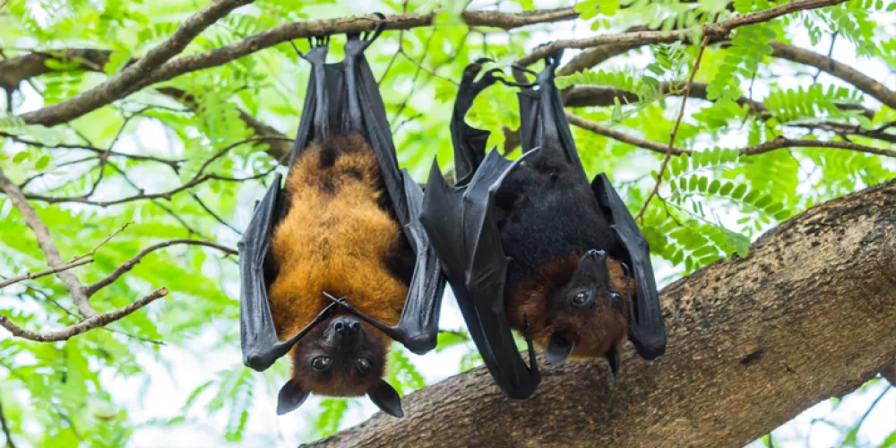 الخفاش يكشف سراً من أسرار الايبولا