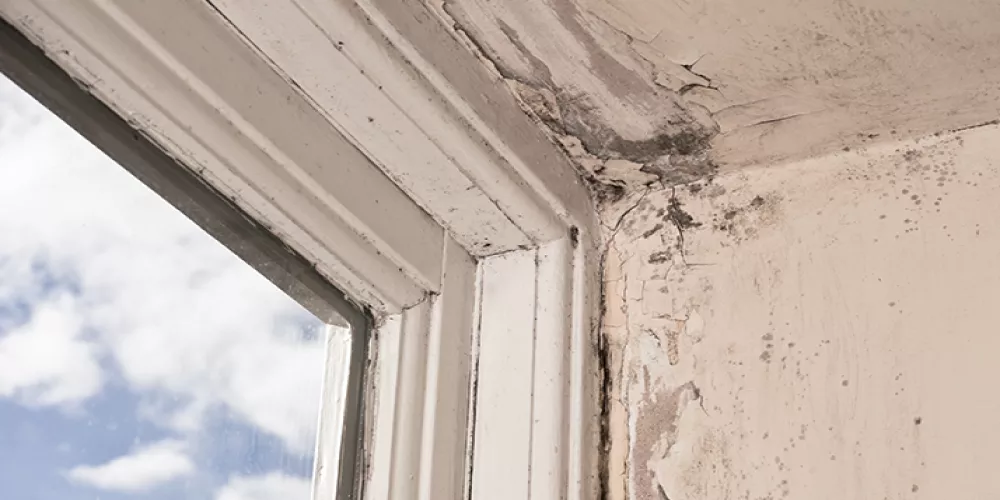 خطورة وجود العفن في المنزل