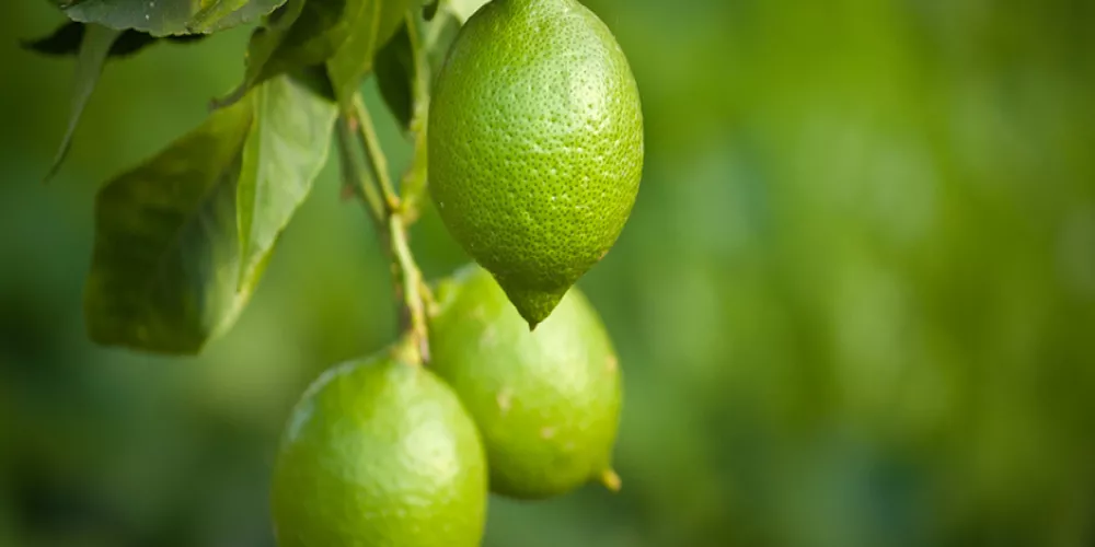 خمس فوائد صحية لليمون الاخضر 