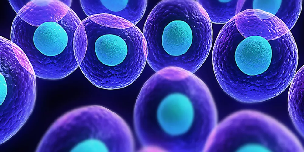 الخلايا الجذعية في علاج السلس البولي