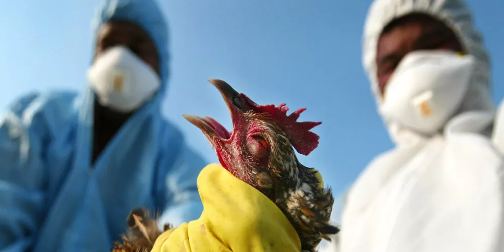 هل عادت انفلونزا الطيور لتشكل خطر جديد؟