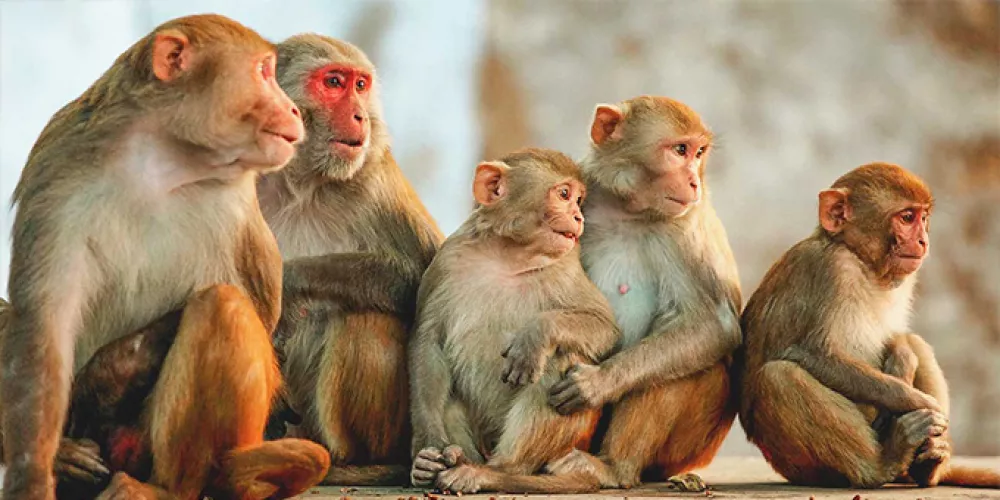 هل سيتوقف استخدام القرود كحيوانات تجارب؟