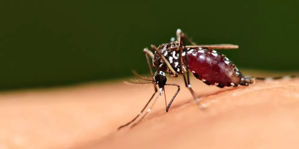 الجزائر والأرجنتين تخلوان من مرض الملاريا