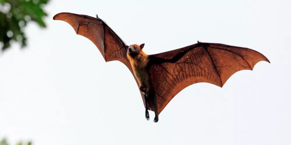 لماذا تعتبر فيروسات الخفافيش مميتة؟