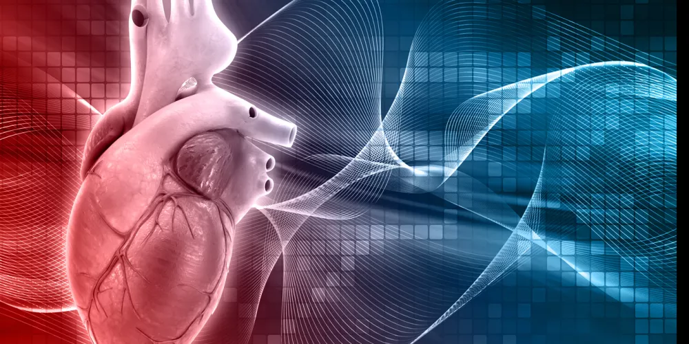 بحث مايو كلينك يكشف قدرة الخلايا الجذعية على ترميم أضرار النوبات القلبية