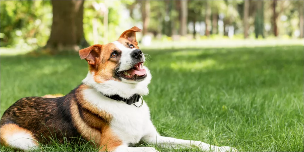 هل نستطيع تدريب الكلاب لتمييز المصابين بفيروس كورونا؟