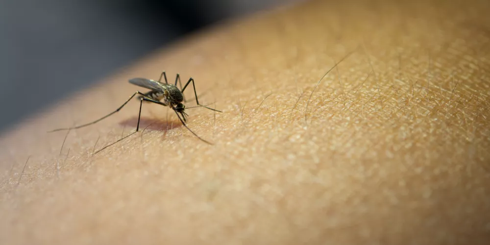 تزايد أعداد المصابين بالملاريا في اليمن
