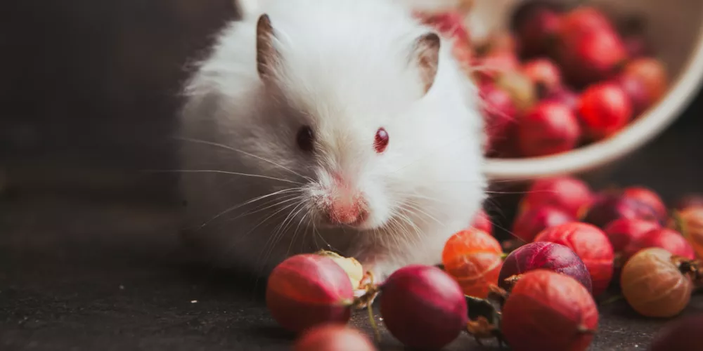 دواء الحموضة يظهر نتائج إيجابية في مقاومة فيروس كورونا على الفئران