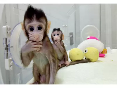 زرع خلايا جذعية بشرية داخل أجنة قرود يثير جدلاً أخلاقياً