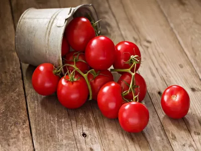 الطماطم المعدلة جينياً قد تكون مصدراً لفيتامين د