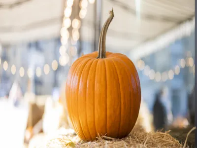 سموم في اليقطين