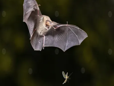 انتشار فيروس ماربورغ