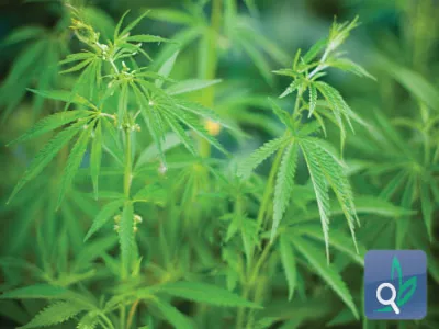  نبات القنب لا يحد من الالم بشكل قطعي