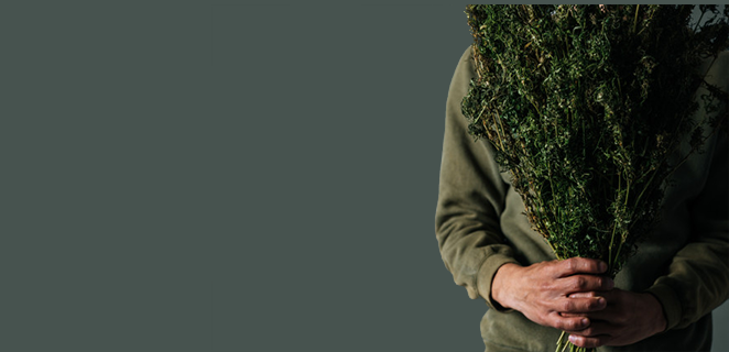 ادمان الحشيش