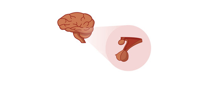 قصور النخامية