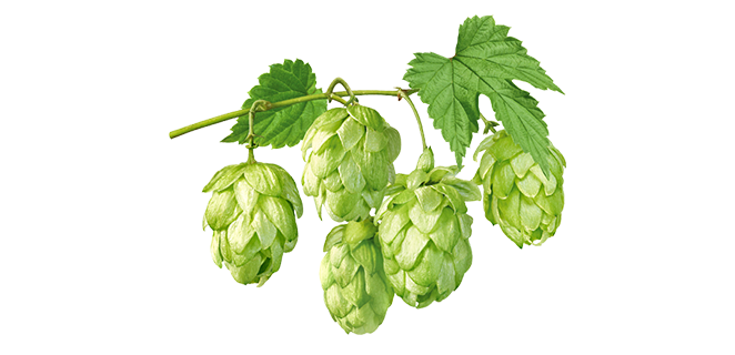 حشيشة الدينار