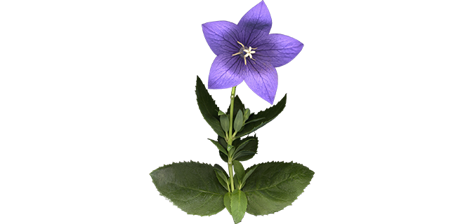 بنفسجية الجنطيانا