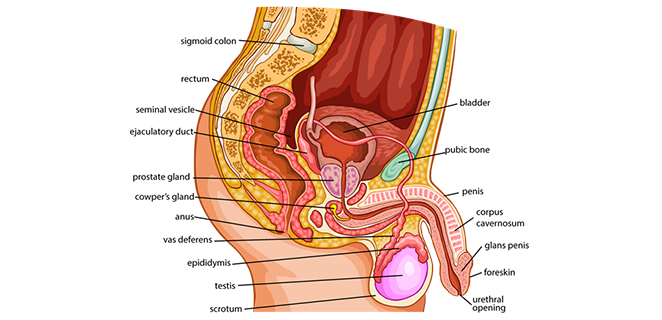 جسم اسفنجي للقضيب