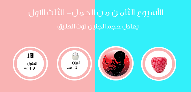 الاسبوع الثامن من الحمل