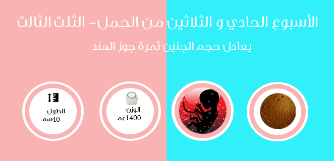 الاسبوع الحادي والثلاثون من الحمل