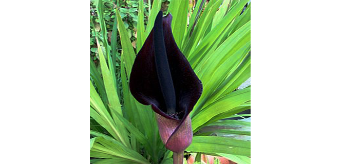 اللوف الفلسطيني نبات Arum Palaestinum الطبي