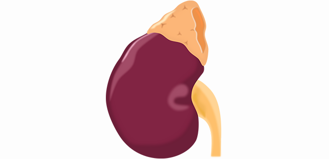 هرمون قشر كظري