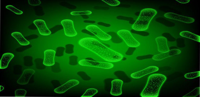 نظيرة التيفية