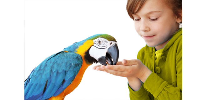 حمى الببغاء