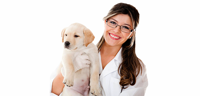 دكتور في الطب البيطري