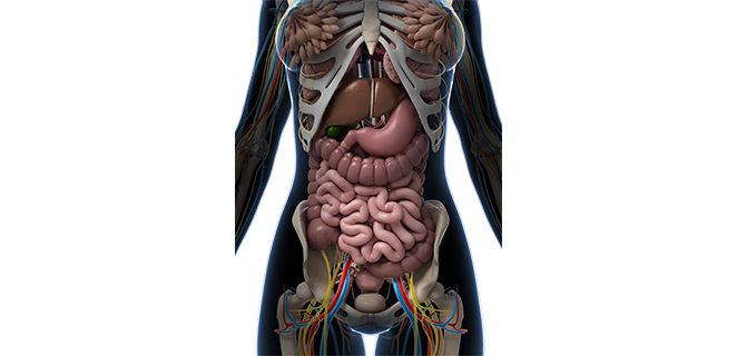 جهاز شبكي بطاني
