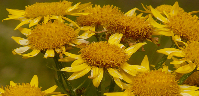 زهرة العطاس