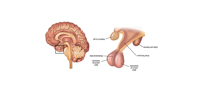 عامل مطلق لهرمون اللوثنة