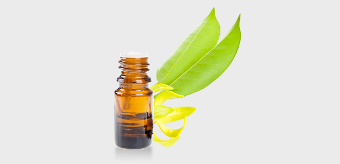 يوكاليبتول