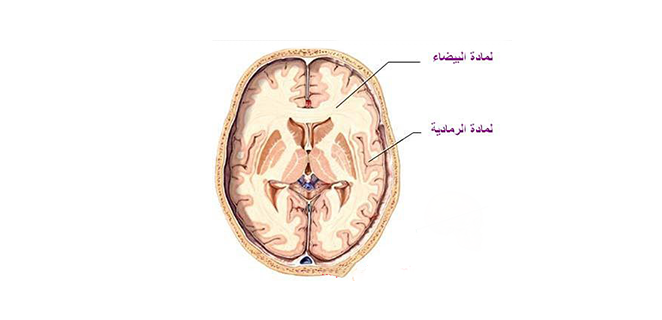 حثل المادة البيضاء