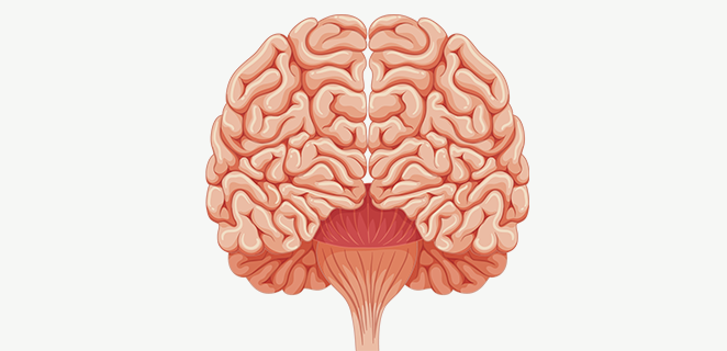 تلافيف مخية