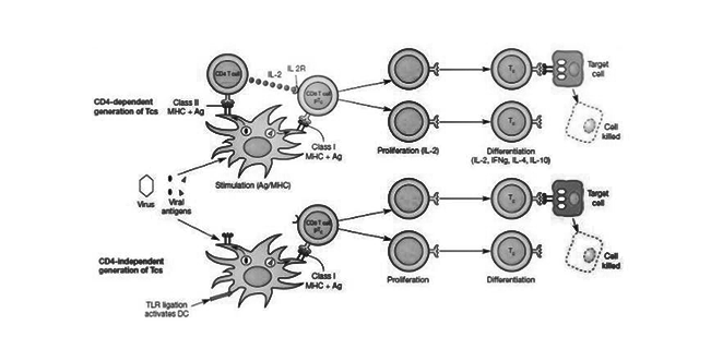 مناعة خلوية