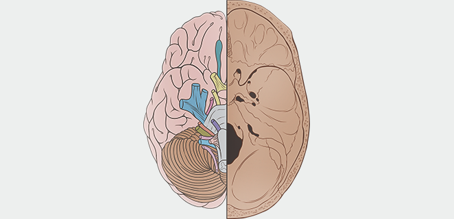 تجويف القحف