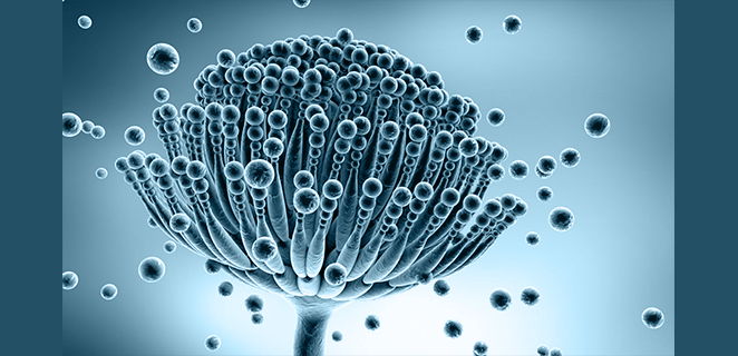 داء الرشاشيات