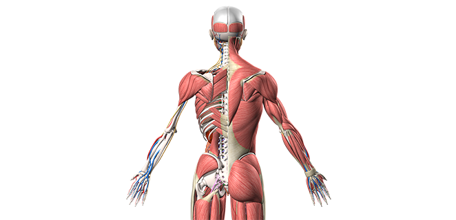 التهاب الالية