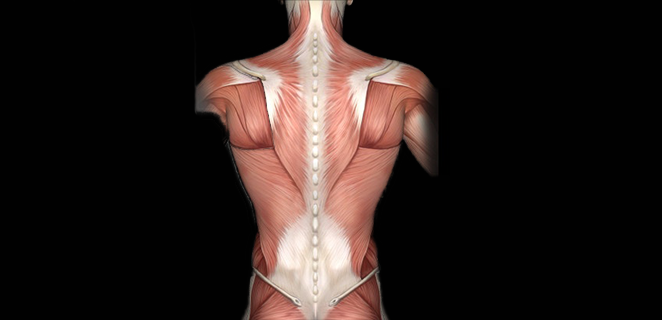 التهاب العضل