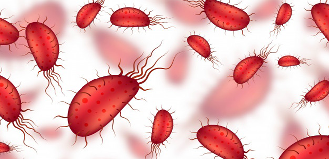 حيوانات اوالي