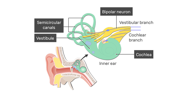 جهاز دهليزي
