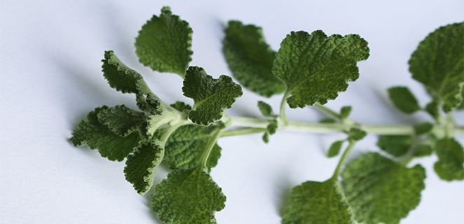 حشيشة الكلب