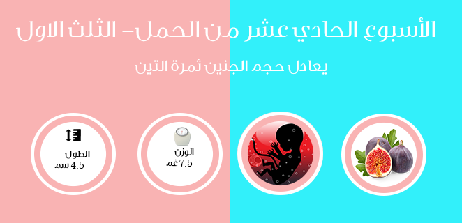 الاسبوع الحادي عشر من الحمل