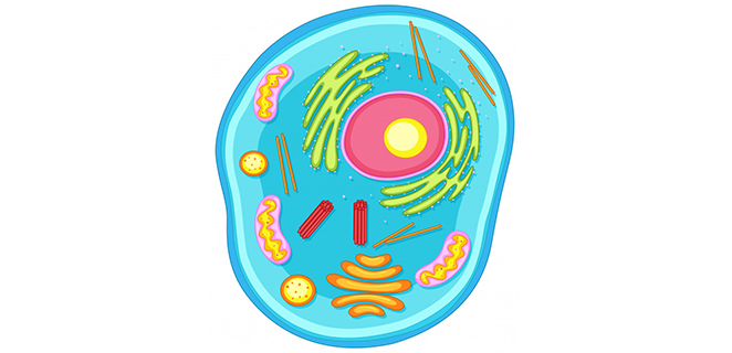 عصارة نووية