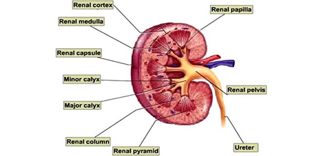 تضيق الشريان الكلوي