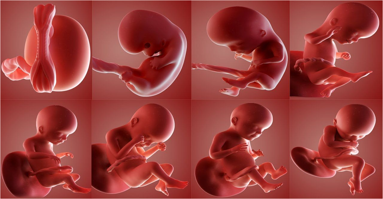 مراحل تكوين الجنين، ومراحل نمو الجنين بالشهور | الطبي