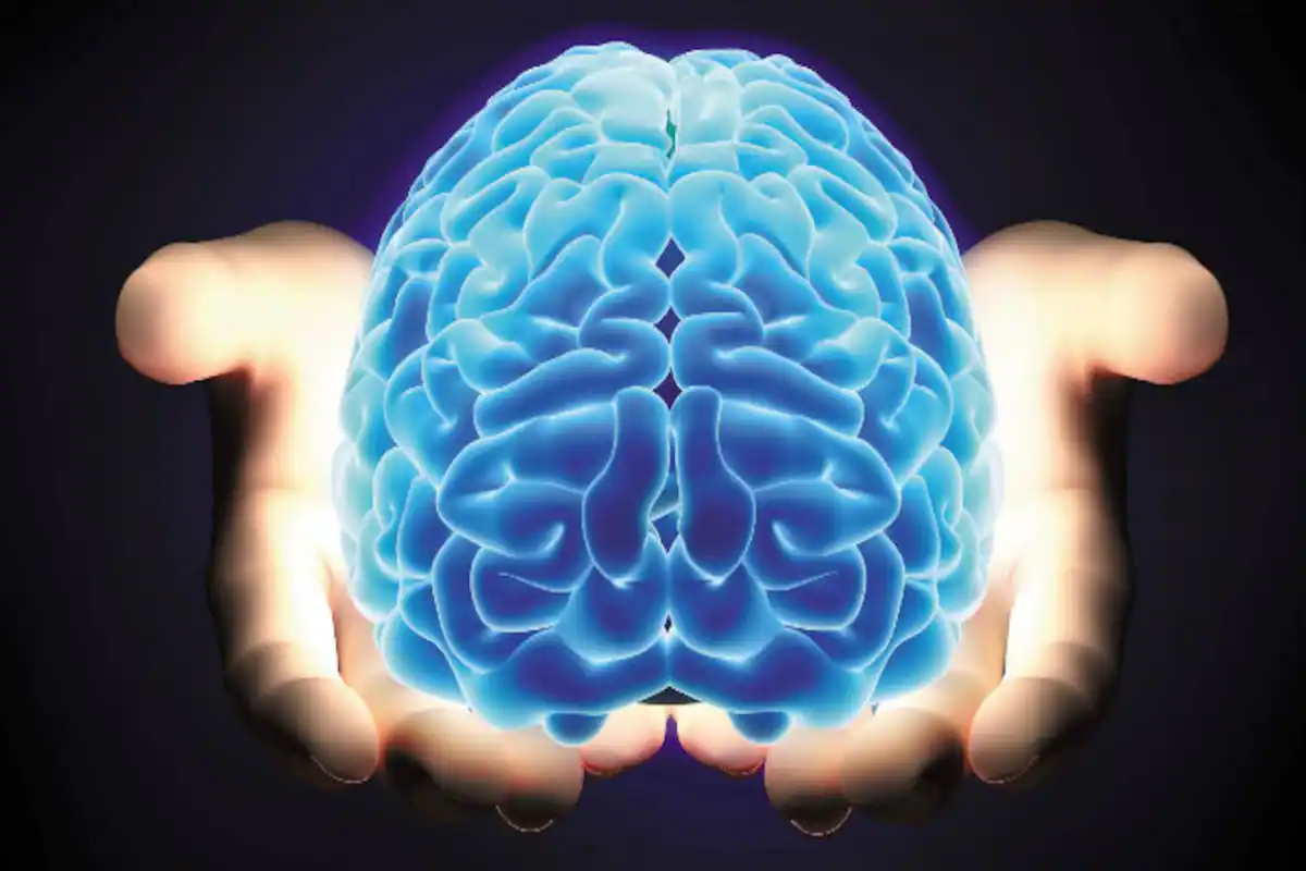 تعرف على وظائف مخ الانسان، والفرق بين المخ والمخيخ | الطبي